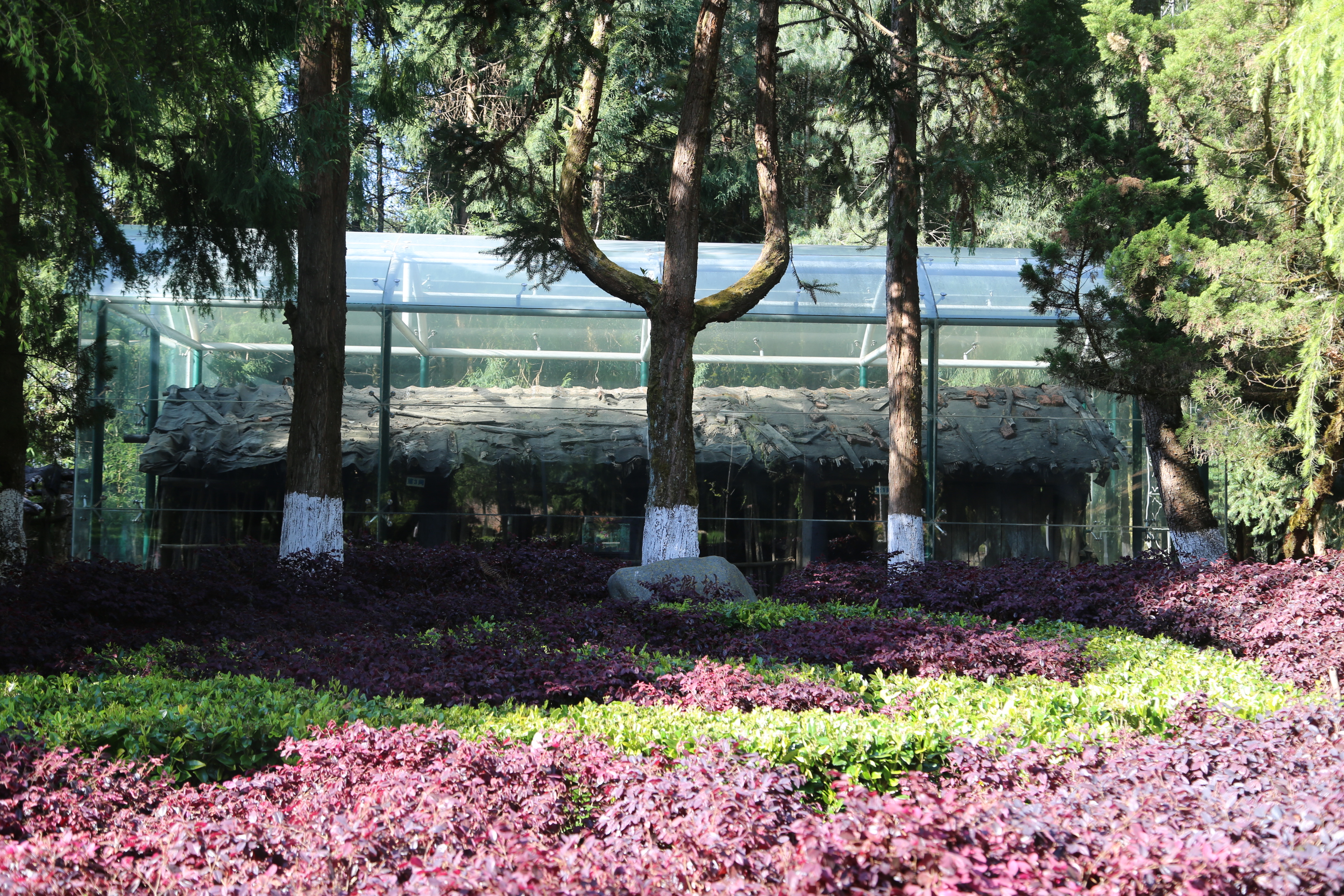 传承弘扬杨善洲精神丨“党徽树”和“善洲井”